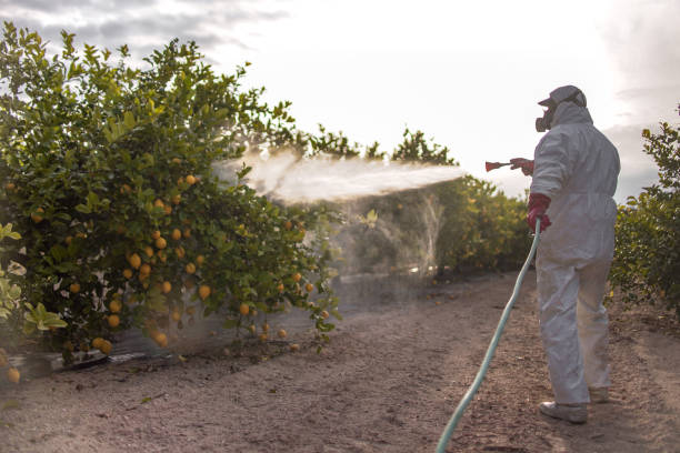 Best Exterminator Services  in Derby, CO